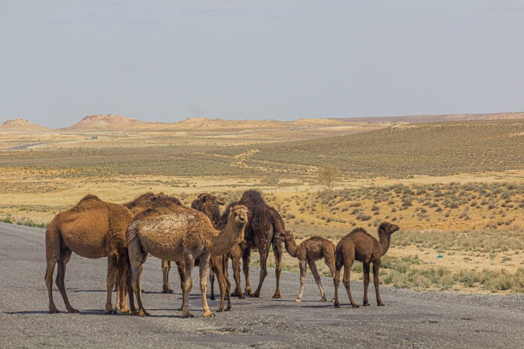 Camellos en el desierto de Karakum Turkmenistán