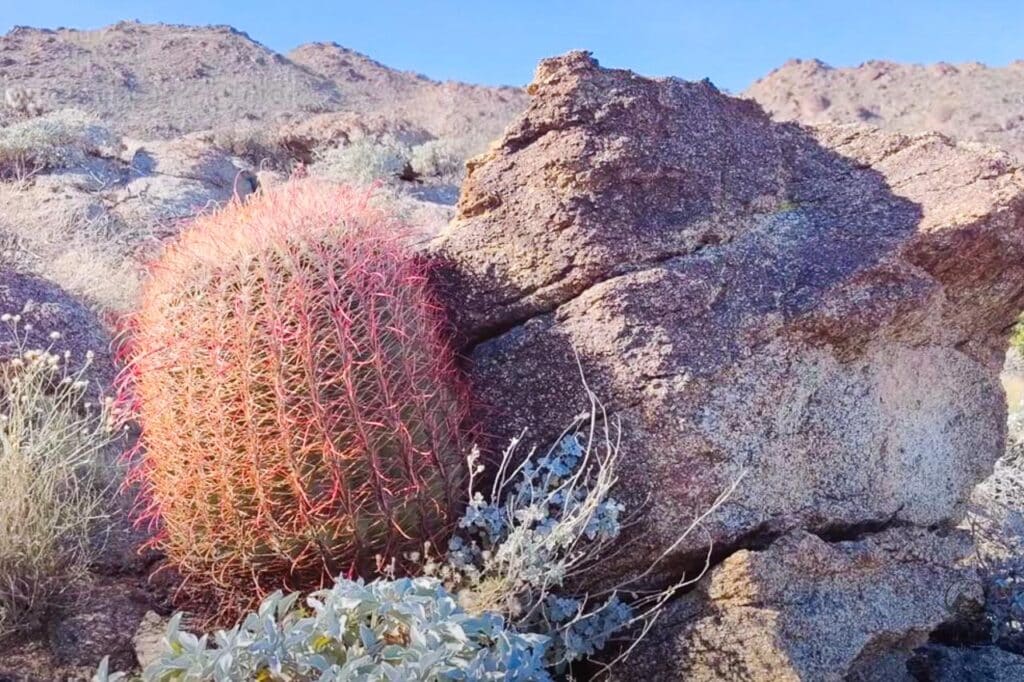 Cactus en el desierto de Karakum